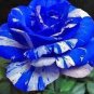 2 Seeds Rare Blue Desert Rose (Adenium)