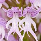 20 Seeds Naked Man Orchid Flower