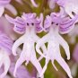 20 Seeds Naked Man Orchid Flower