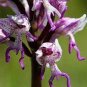20 Seeds Naked Man Orchid Flower