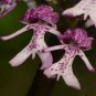 20 Seeds Naked Man Orchid Flower