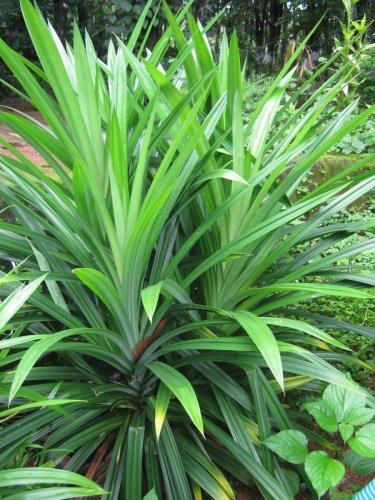 50 Seeds Fragrant Grass Annual Pandan Flower Potted Fragrant Spices DIY Home Garden Bonsai Plant