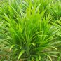 50 Seeds Fragrant Grass Annual Pandan Flower Potted Fragrant Spices DIY Home Garden Bonsai Plant