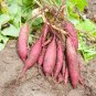 20 Seeds Sweet Potato Fresh Food Vegetable Farm Garden Plants Red Purple Potato