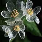 50 Seeds Heirloom Skeleton Flowers Astilboides tabularis Bonsai Rare Exotic