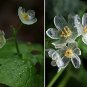50 Seeds Heirloom Skeleton Flowers Astilboides tabularis Bonsai Rare Exotic