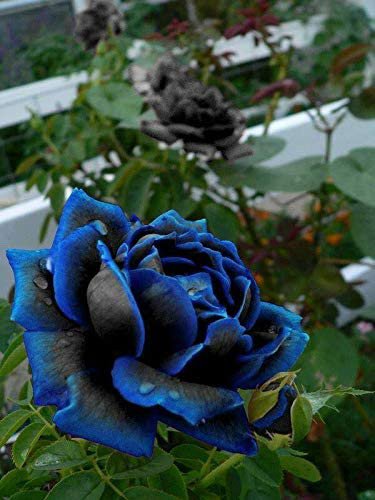 50 Seeds New Midnight Supreme Dark Blue Rose Bush Flower