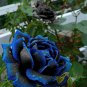 50 Seeds New Midnight Supreme Dark Blue Rose Bush Flower