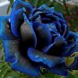 50 Seeds New Midnight Supreme Dark Blue Rose Bush Flower