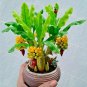 30 Seeds Dwarf Banana