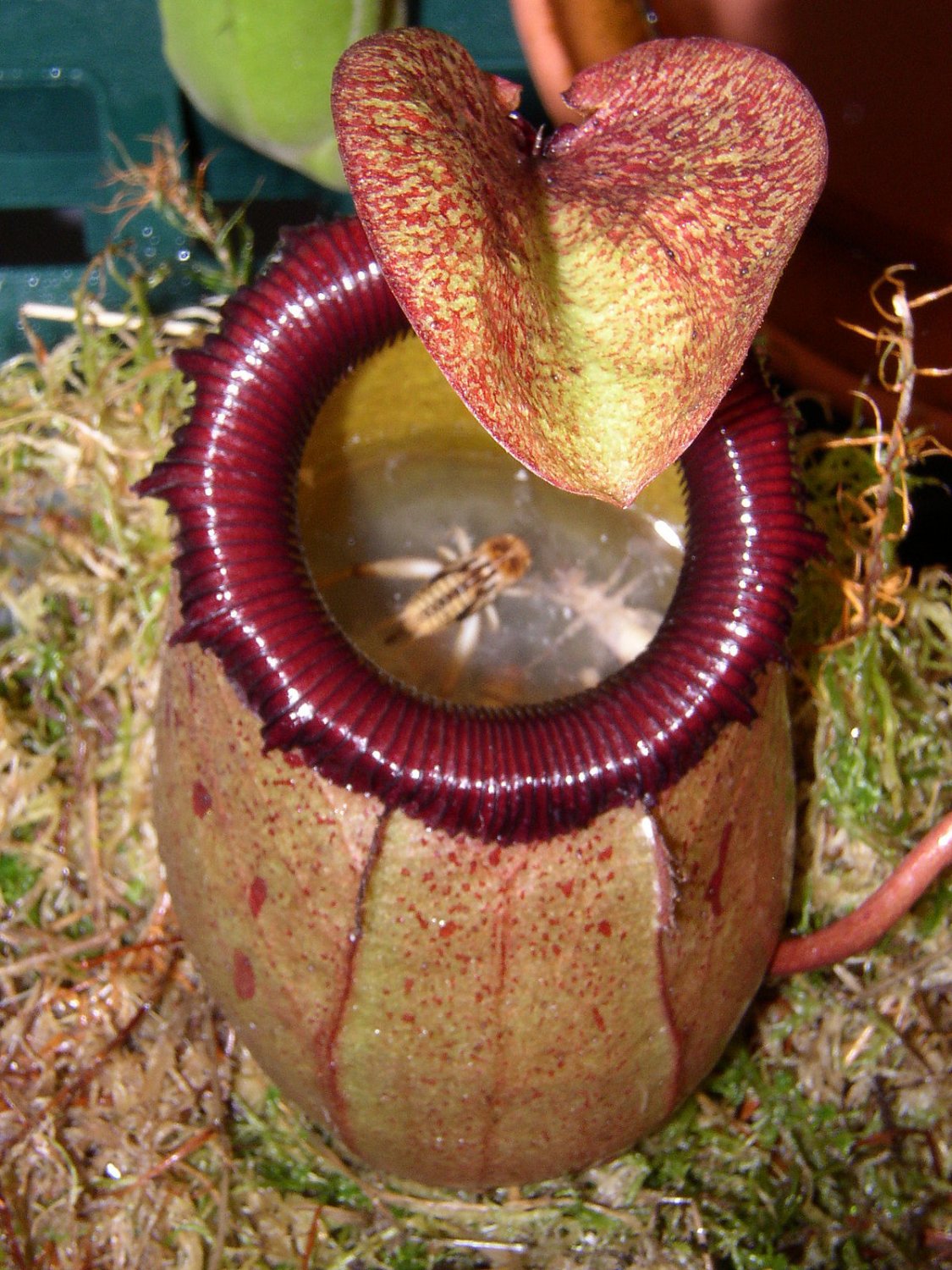200 Seeds Eating Mosquito Carnivorous Plants Nepenthes