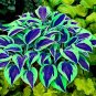 120 Seeds Colorful Hosta Perennials Plantain Mixed Beautiful Lily Flower White Lace Home Plant