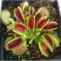 100 Seeds Catchfly Potted Plant Garden Venus Fly Trap Insectivorous Plant