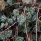 100 Seeds Ceropegia Woodii