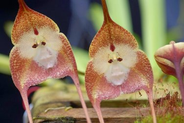 50 Seeds Rare Monkey Face Orchid Flower