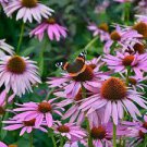 30 seeds Black Sug Echinacea Purpurea Coneflower Seeds 6 Color Varieties Individual Packages