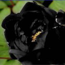 5 Seeds Very Rare Black Subshrubby Peony Flower