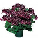 10 Seeds Geranium 'Elegance Imperial' Flower