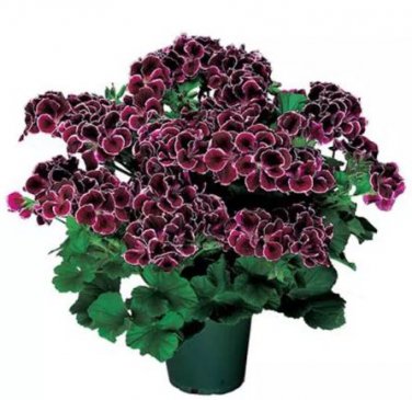 10 Seeds Geranium 'Elegance Imperial' Flower