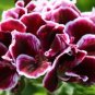 10 Seeds Geranium 'Elegance Imperial' Flower