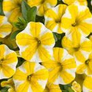 100 Seeds Lemon Slice Superbells Calibrachoa Petunia Annual Flower