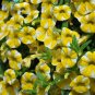 100 Seeds Lemon Slice Superbells Calibrachoa Petunia Annual Flower