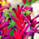 20 Seeds Kangaroo Paw Rare Flowers