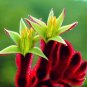 20 Seeds Kangaroo Paw Rare Flowers