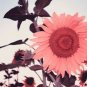 100 Seeds Water Pink Sunflower
