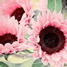 2000 Seeds Water Pink Sunflower