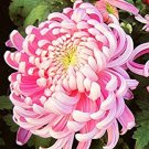 100 Seeds Rare Bicolor Pink Yellow Chrysanthemum