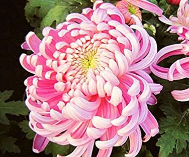 100 Seeds Rare Bicolor Pink Yellow Chrysanthemum