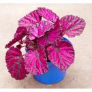 100 Seeds Begonia Flower Bonsai