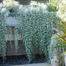 100 Seeds Dichondra Repens Silver Falls Emerald Falls Ground