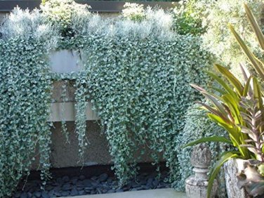 100 Seeds Dichondra Repens Silver Falls Emerald Falls Ground