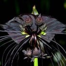 10 seeds Rare 'Cat Face Beard' Black Orchid Perennial Flowers