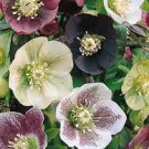 100 seeds Helleborus Orientalis Seeds Christmas rose Lenten rose