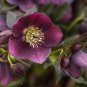 100 seeds Helleborus Orientalis Seeds Christmas rose Lenten rose
