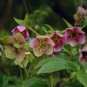100 seeds Helleborus Orientalis Seeds Christmas rose Lenten rose