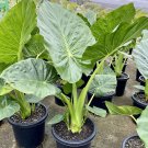 12 seeds Heirloom Alocasia Macrorrhiza Green Giant Taro Indoor Plant