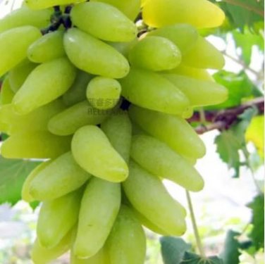 15 seeds Golden Green Sweet Grape Organic