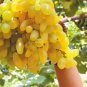 15 seeds Golden Green Sweet Grape Organic