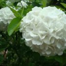 15 seeds Hydrangea arborescens White Flower Seeds