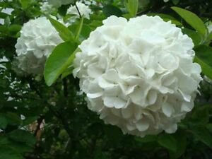 15 seeds Hydrangea arborescens White Flower Seeds