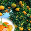 20 Seeds Orange Mandarin Citrus Fruit