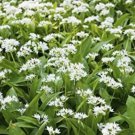 Ramsons Wild Garlic - 50 seeds