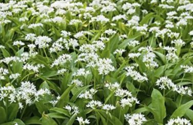 Ramsons Wild Garlic - 50 seeds