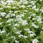 Ramsons Wild Garlic - 50 seeds