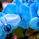 100 Seeds Perennial Phalaenopsis Orchid Flower