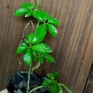 100 Seeds Plant Herb Jiaogulan Grow Medicine Herbs Tea